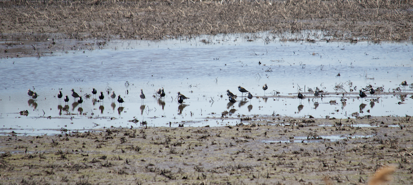 American Golden-Plover - ML229428111