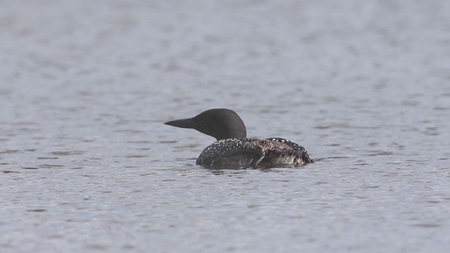 Common Loon - ML229428381