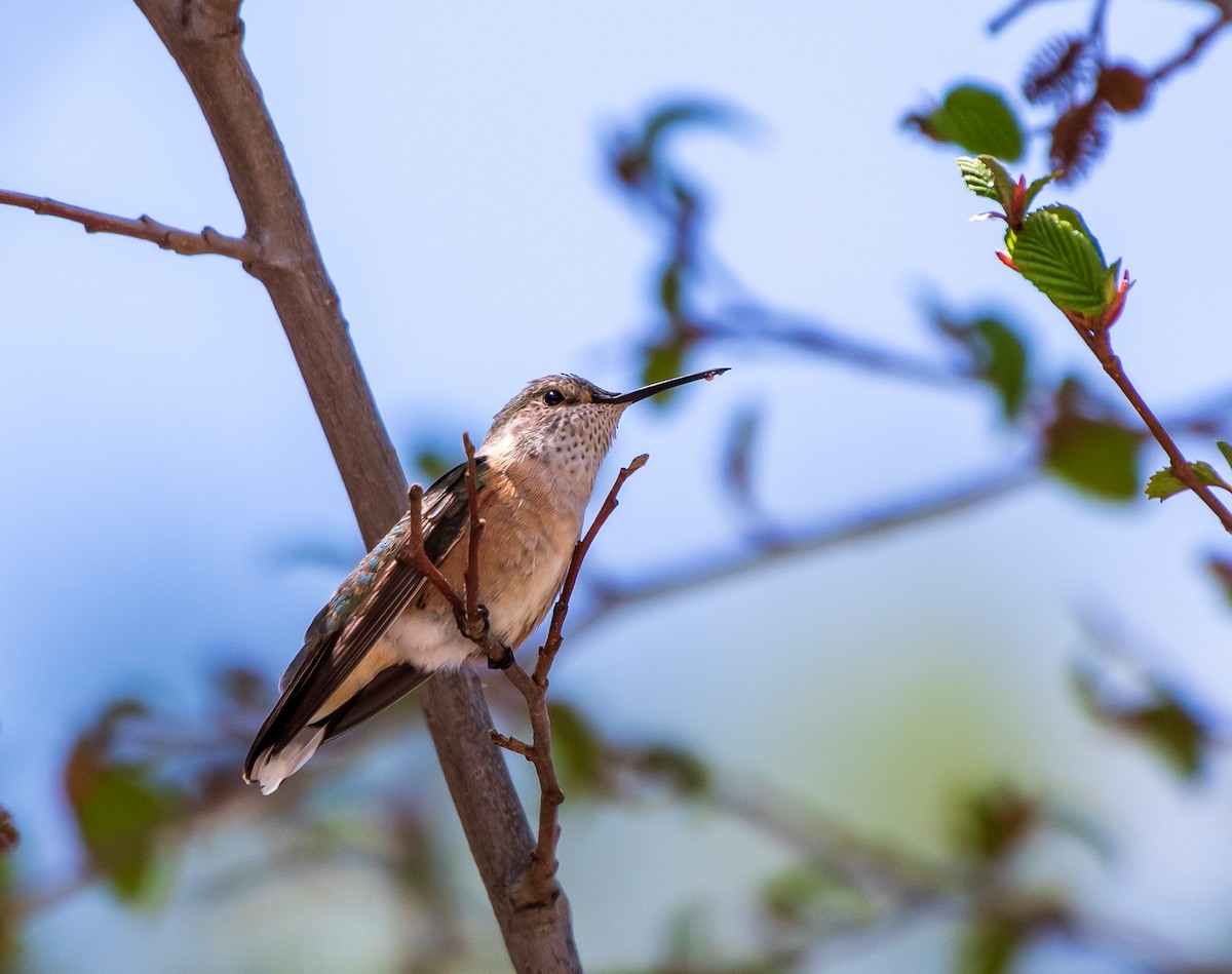 Broad-tailed Hummingbird - Mary McSparen