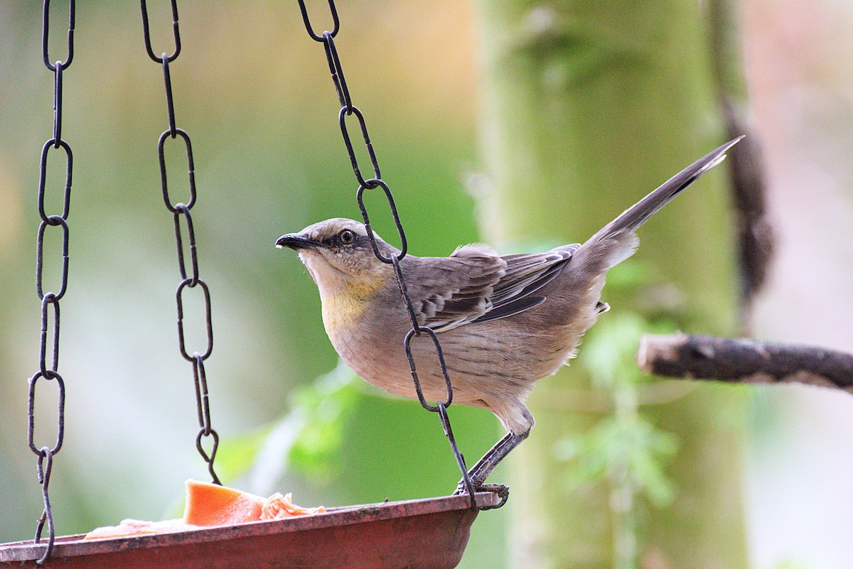 Chalk-browed Mockingbird - ML229429301