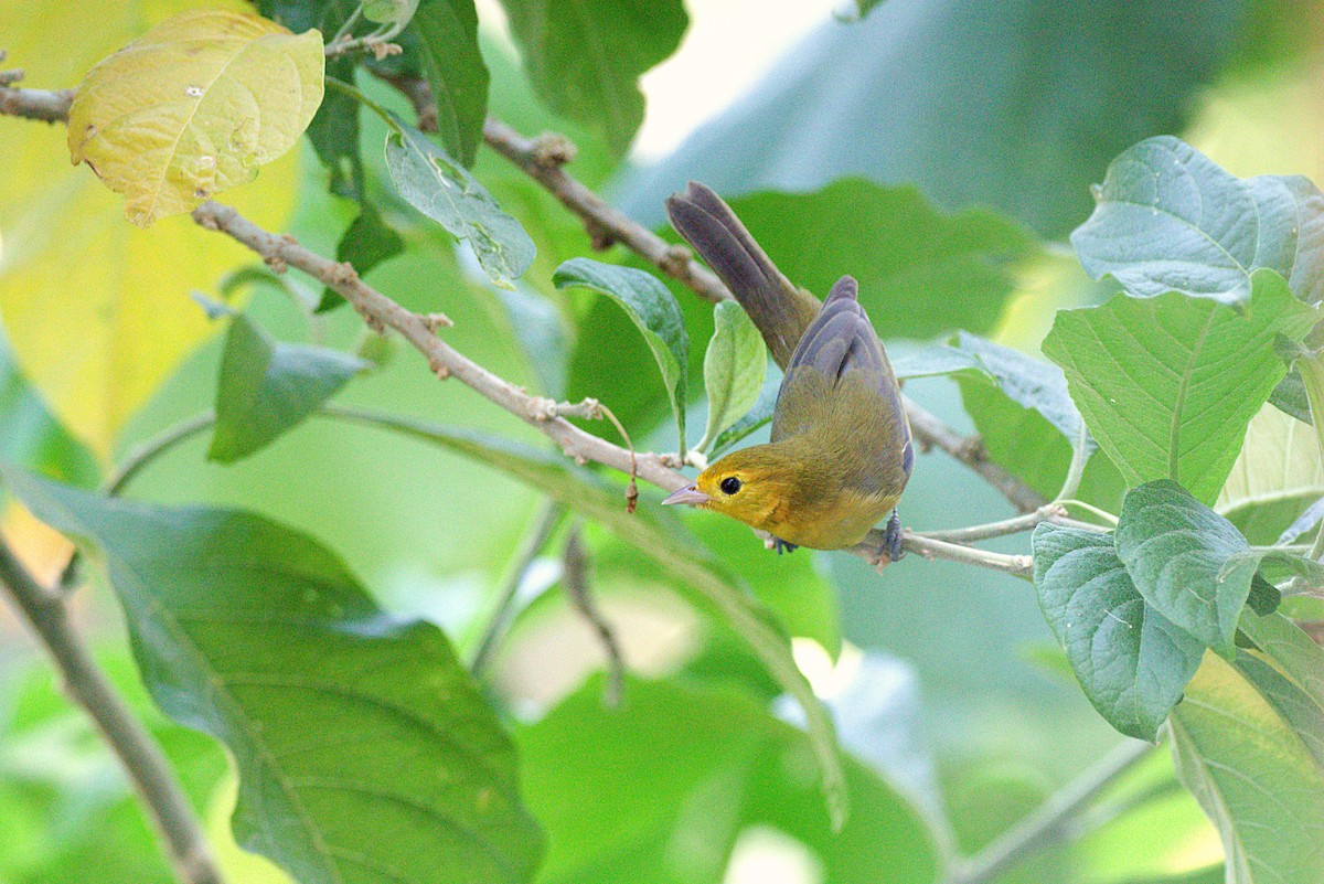 Orange-headed Tanager - ML229429421