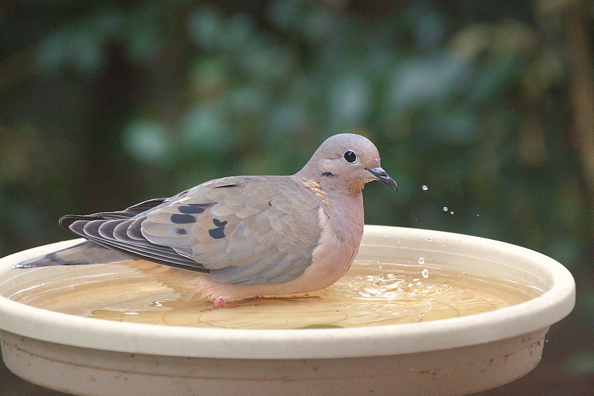 Eared Dove - ML229429671