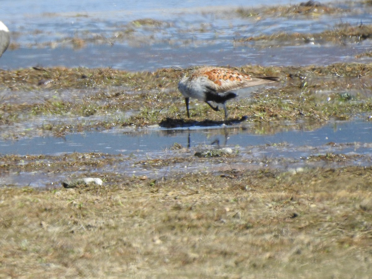 Dunlin - Jim Walton