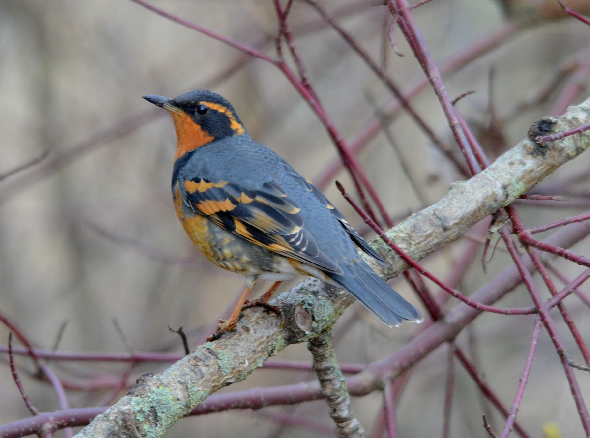 Varied Thrush - Neal Doan