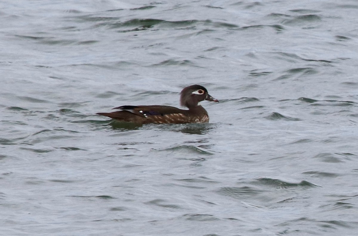 Wood Duck - ML229431531