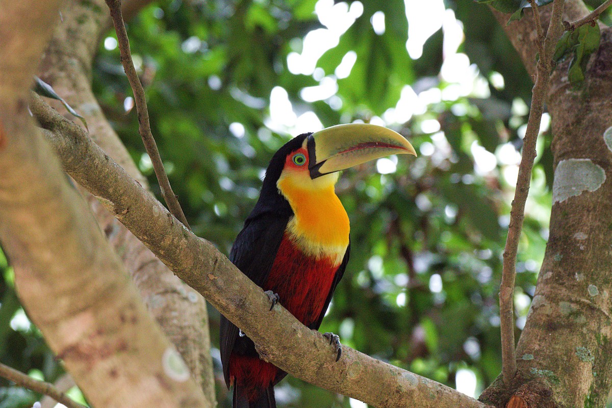 Red-breasted Toucan - ML229431691