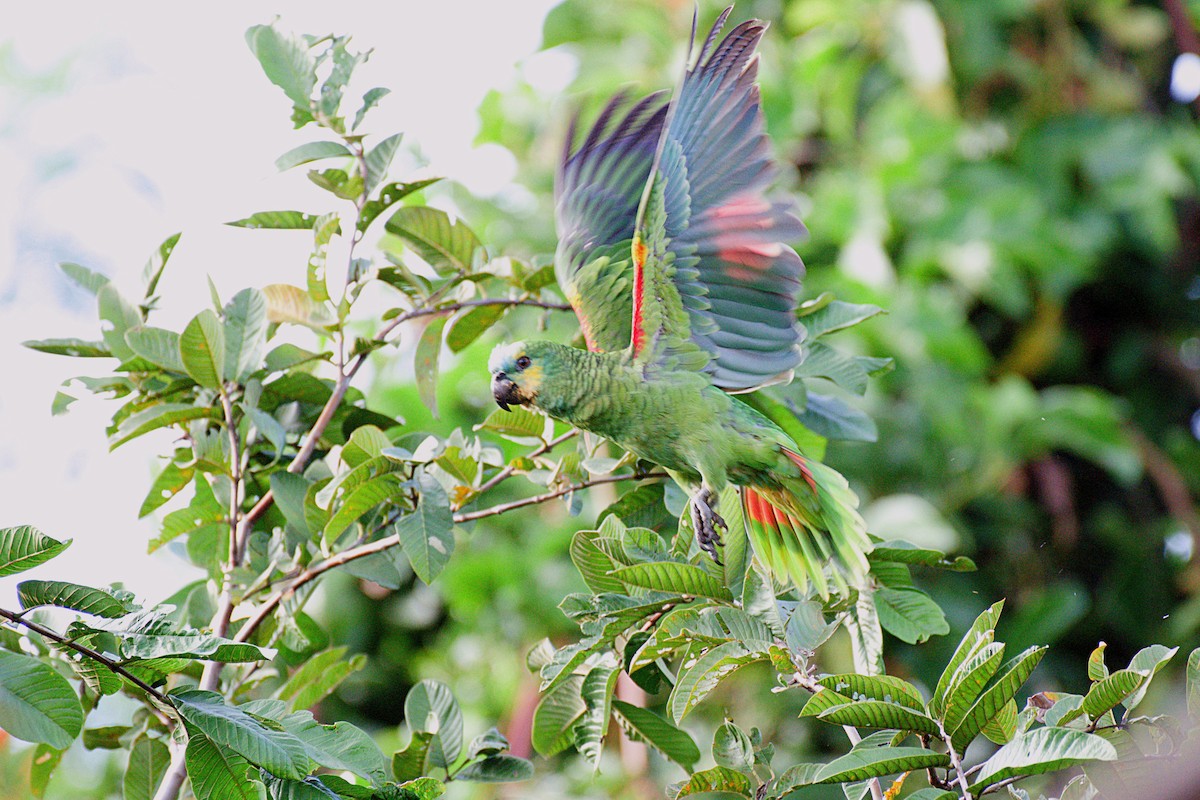 Turquoise-fronted Amazon - ML229432451