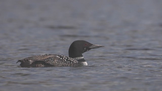 Common Loon - ML229432721