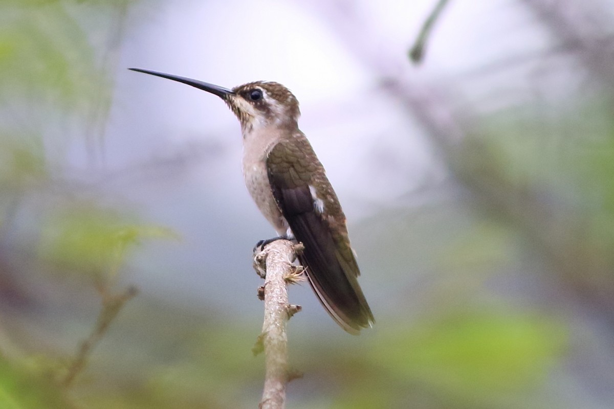 Plain-capped Starthroat - ML229433171