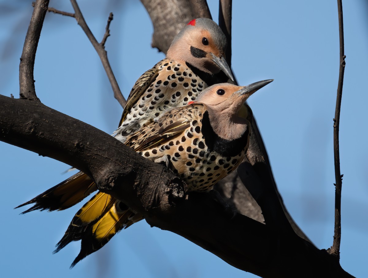 Northern Flicker - ML229433361