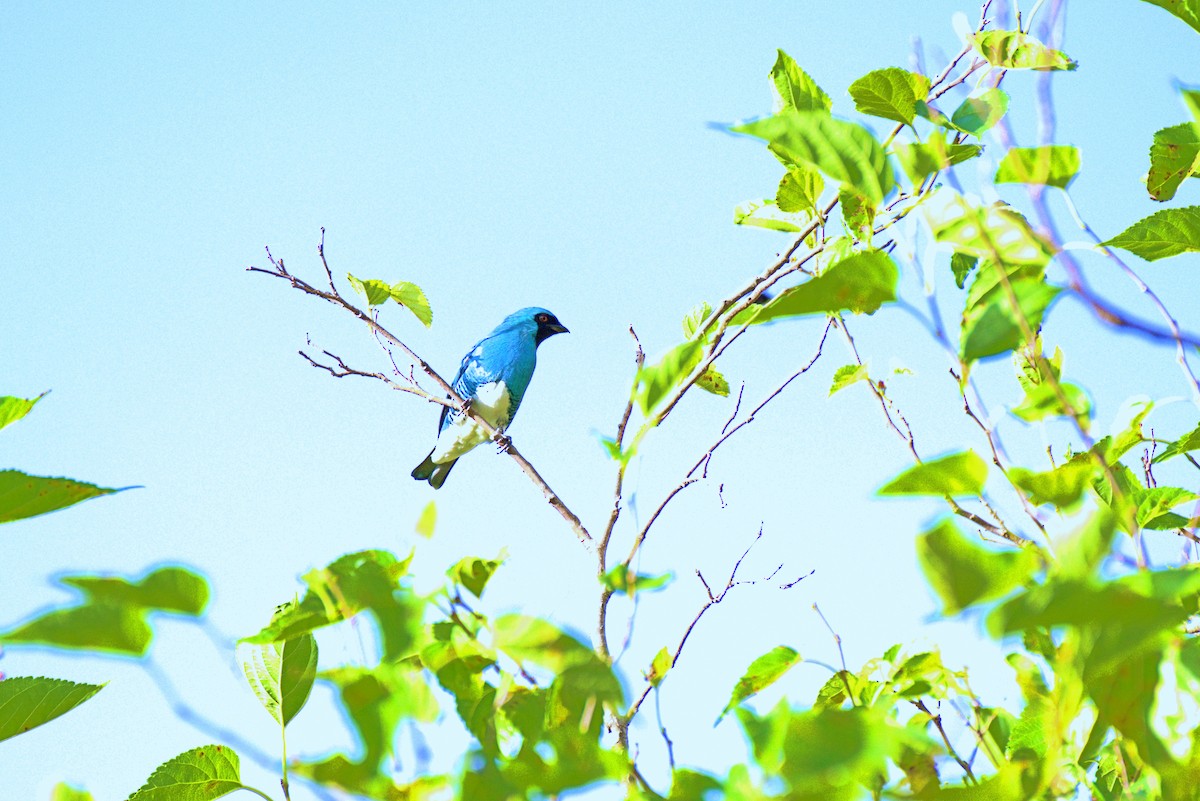 Swallow Tanager - ML229434891