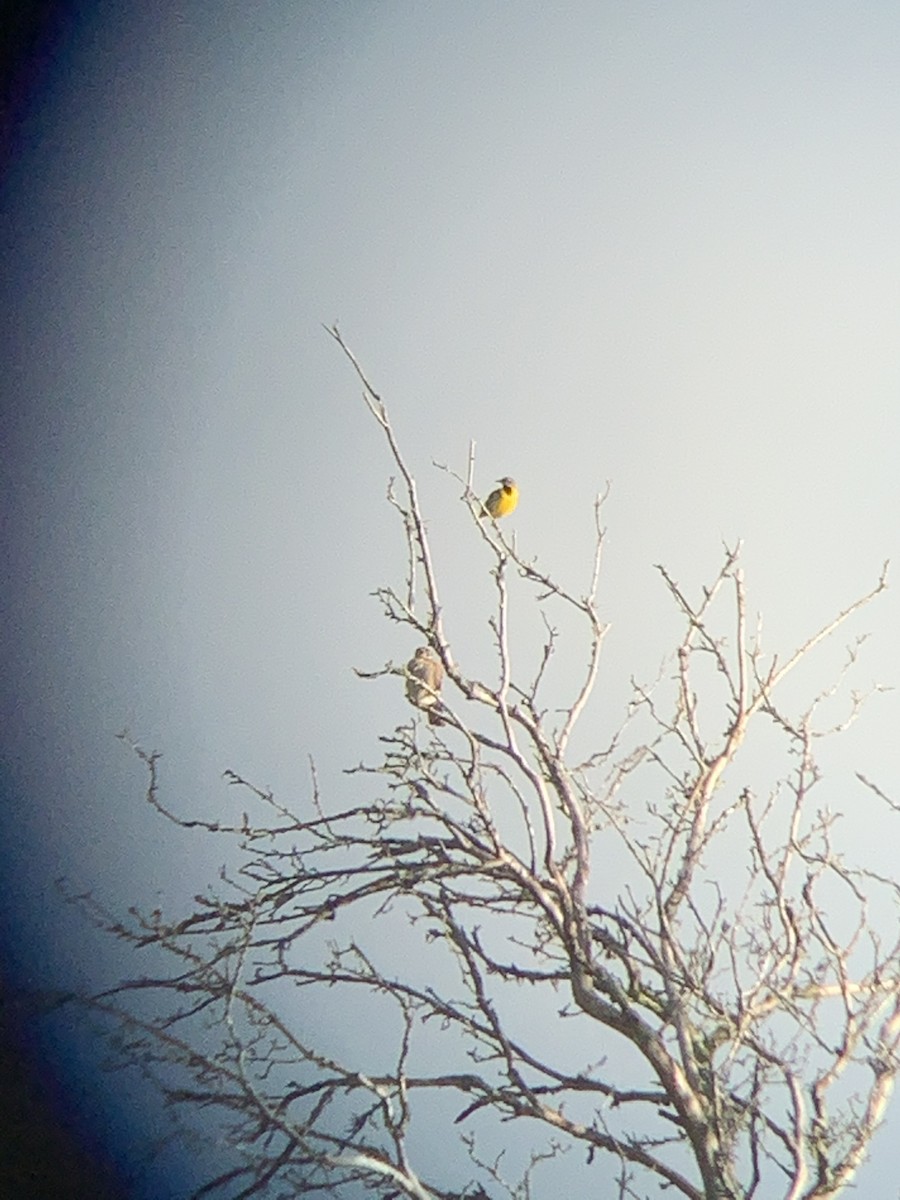 Eastern Meadowlark (Eastern) - ML229436471