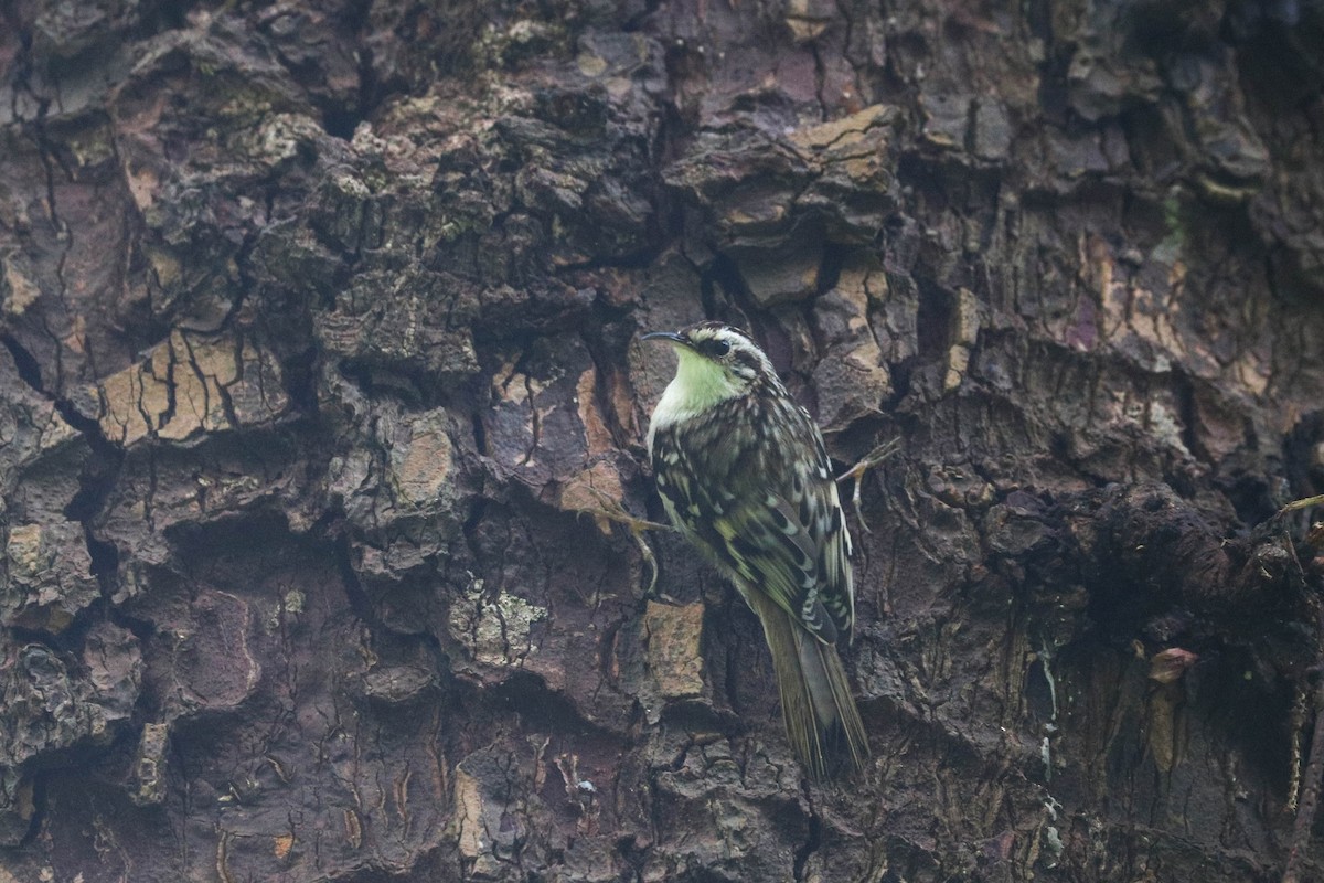 Brown Creeper - ML229436881