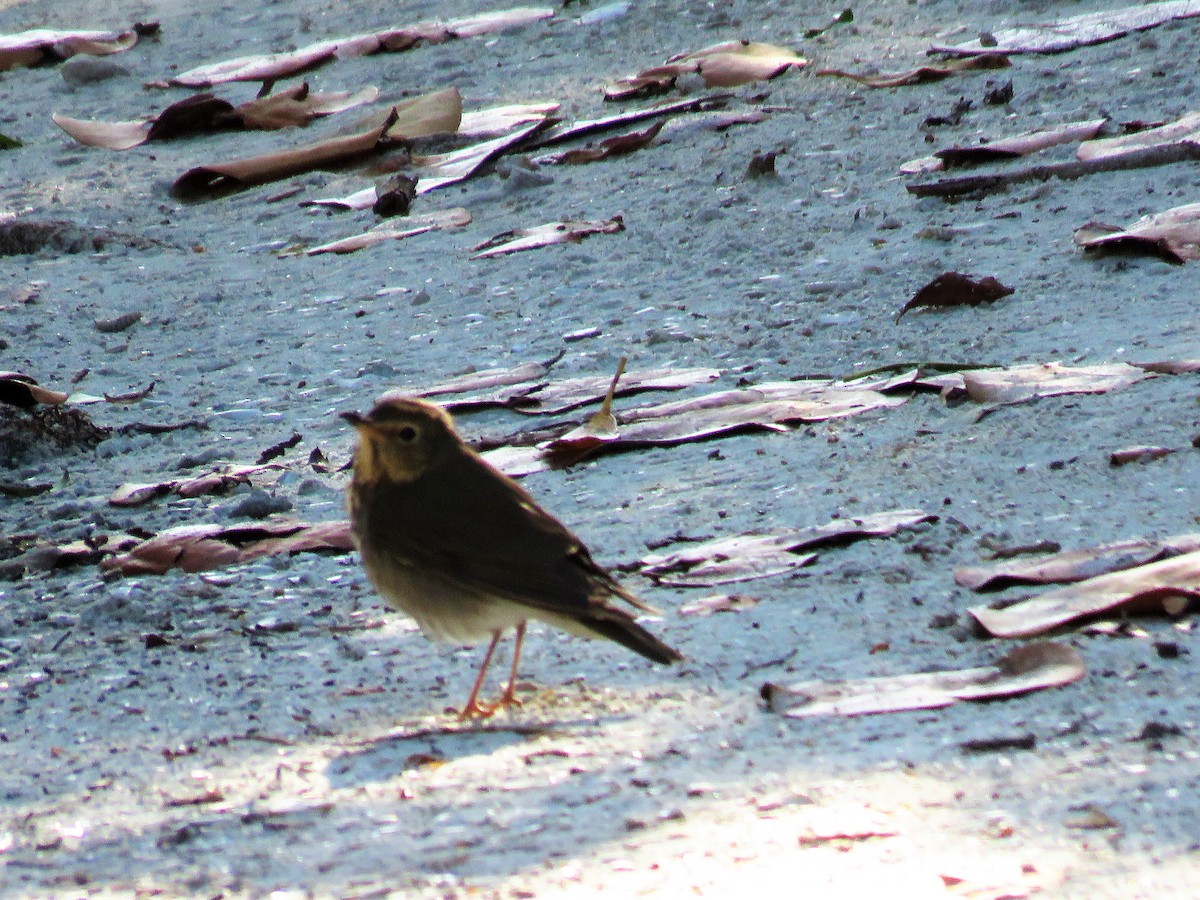 Swainson's Thrush - ML229437271