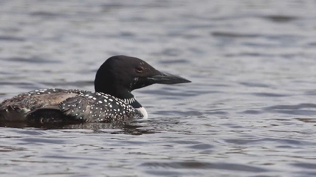 Common Loon - ML229437971