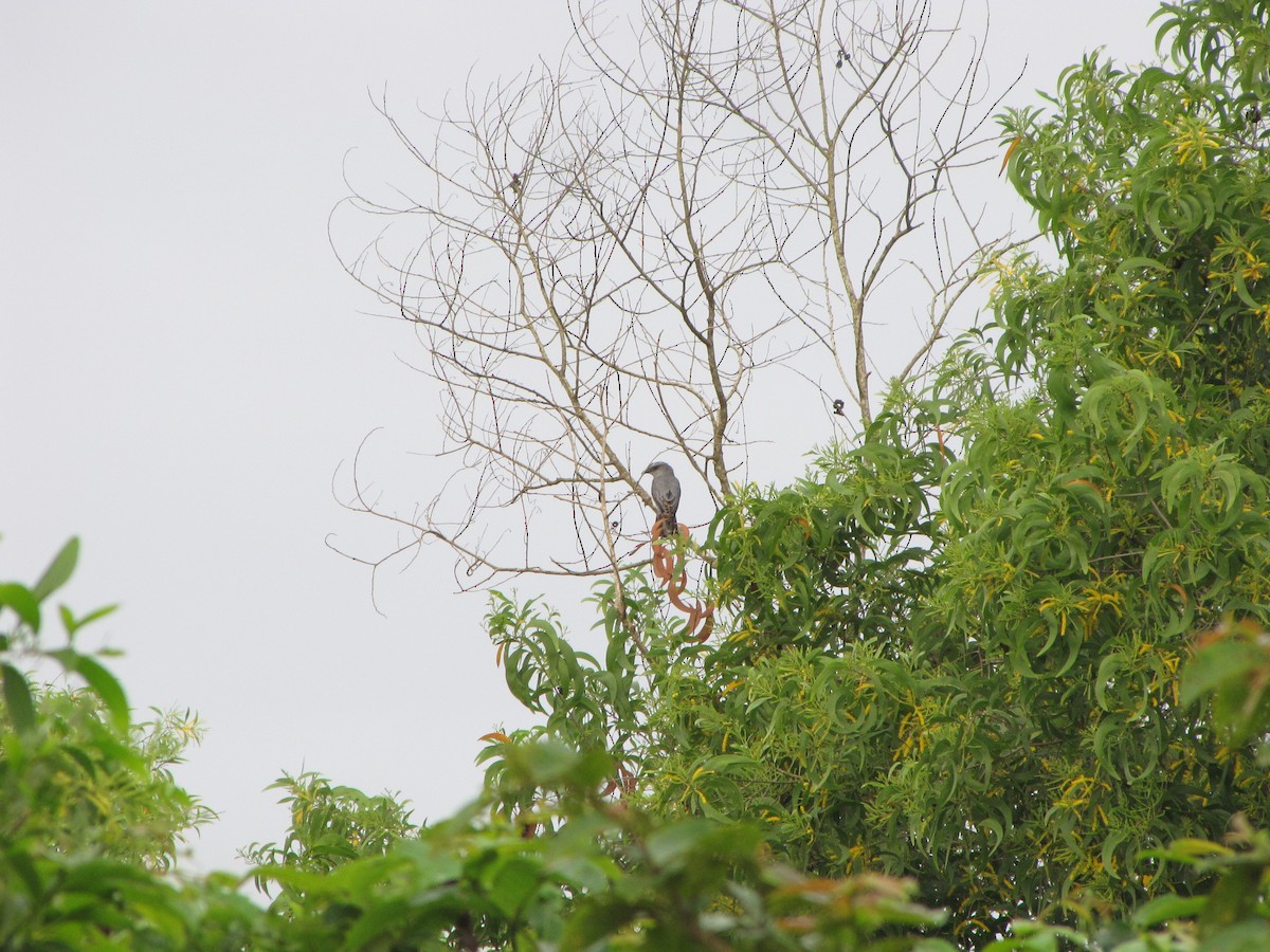 Large Cuckooshrike - Ramit Singal
