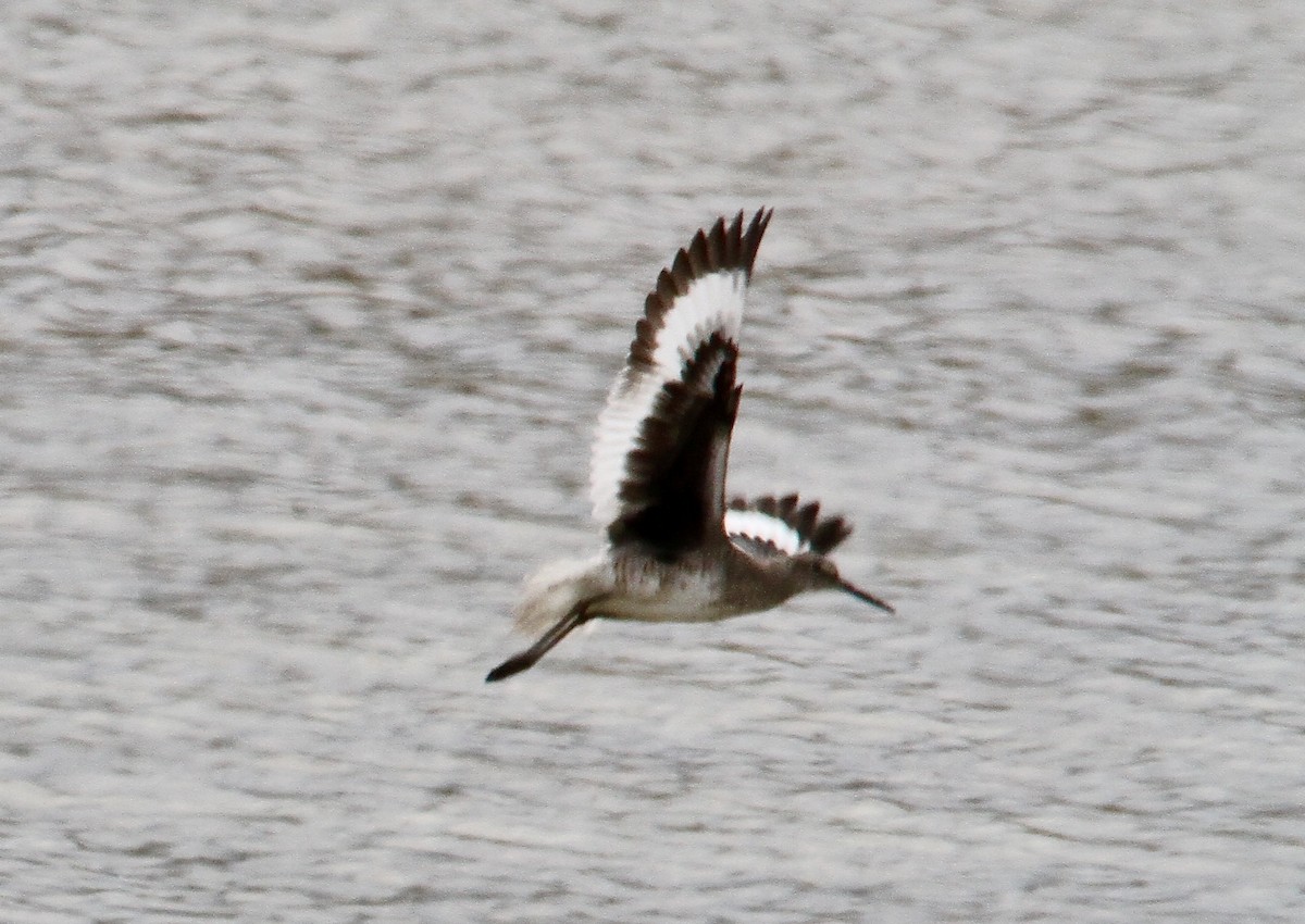 Willet - ML229441941