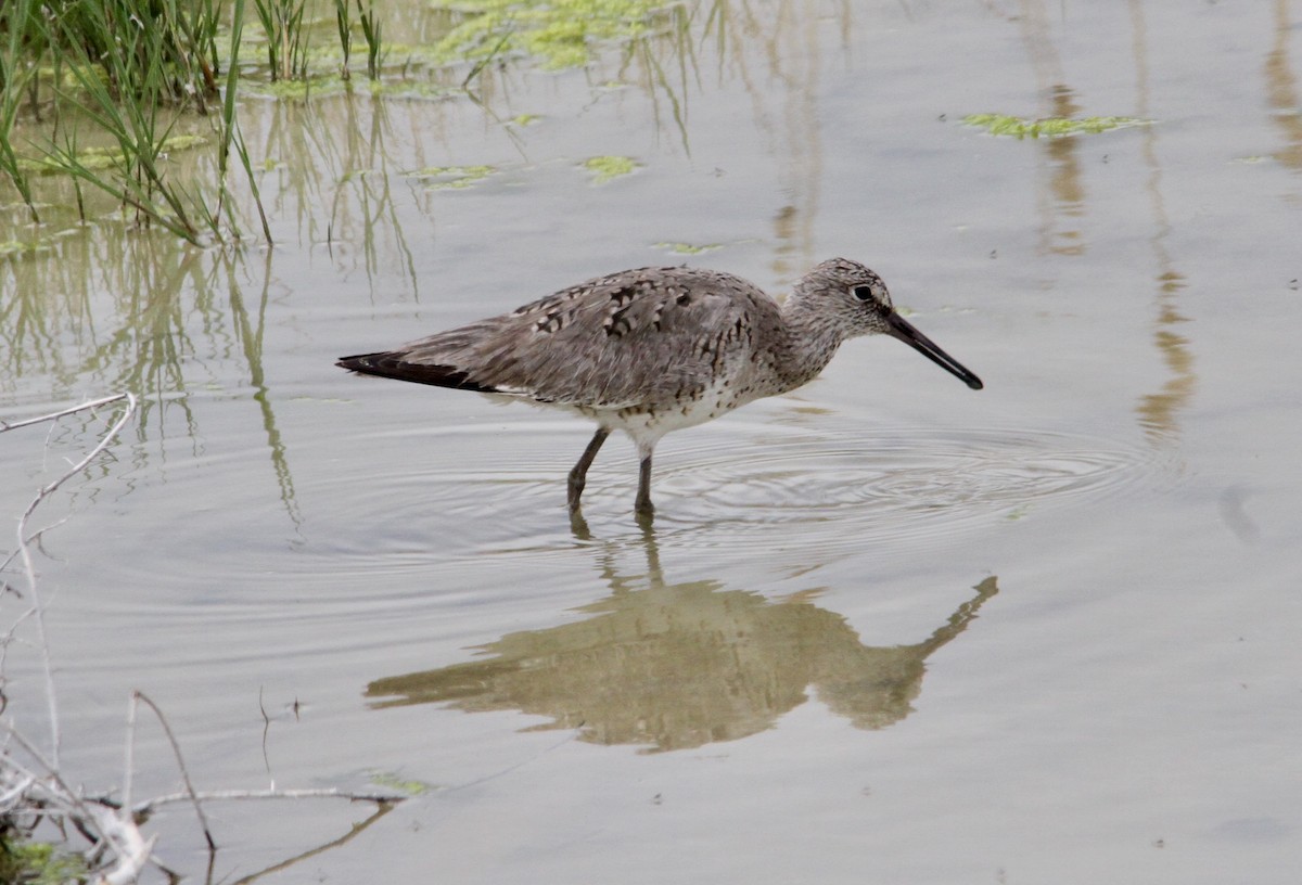 Willet - ML229441961