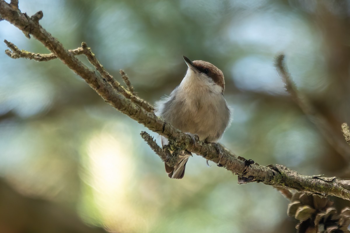 Brown-headed Nuthatch - ML229442391