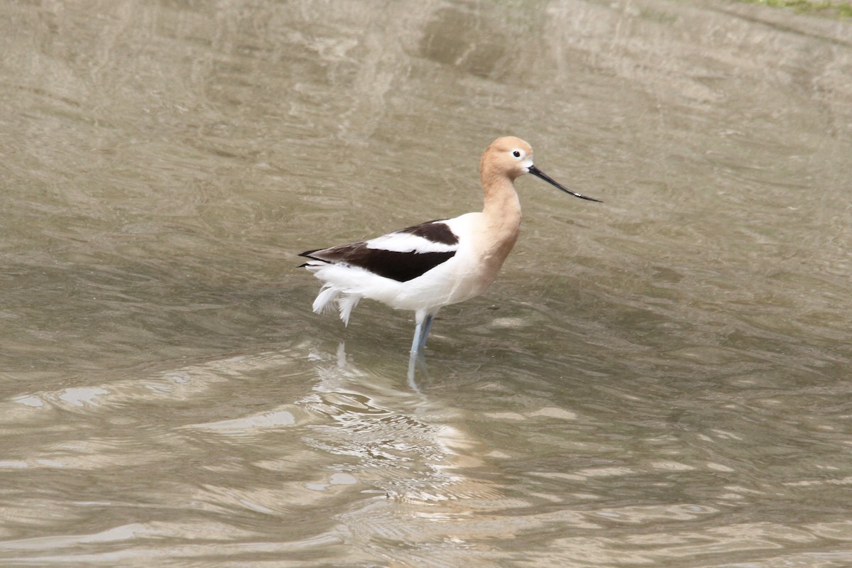 American Avocet - ML229442491