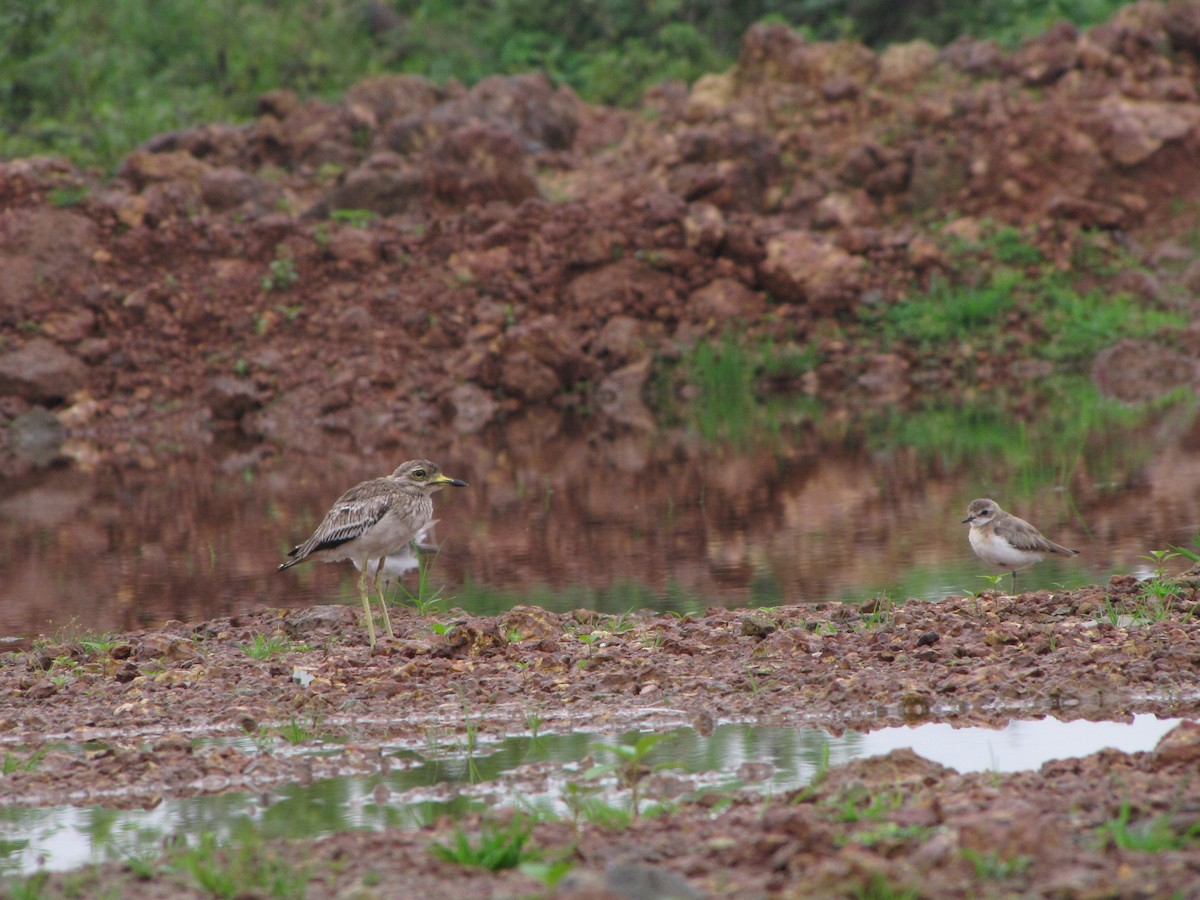 Indian Thick-knee - ML229442681
