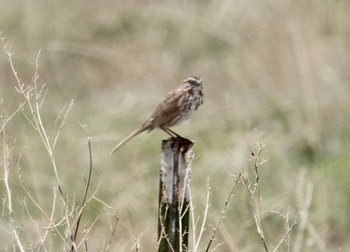 Song Sparrow - ML229442801