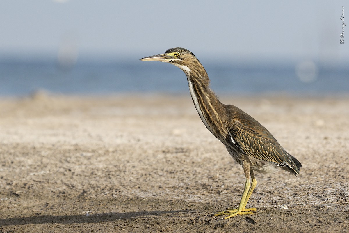 Striated Heron - Evangelina Indelicato