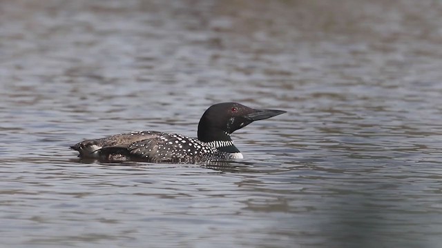 Common Loon - ML229443931