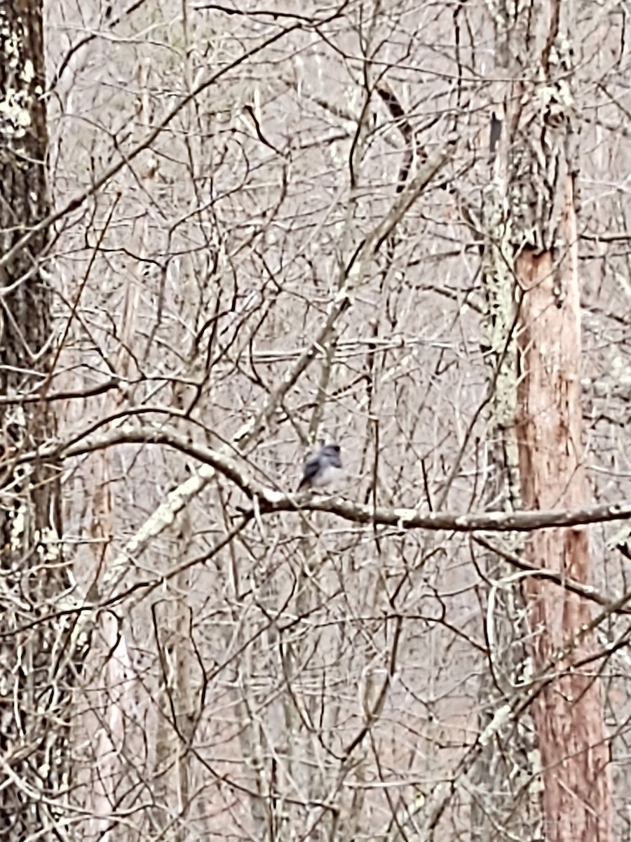 Dark-eyed Junco - ML229444111