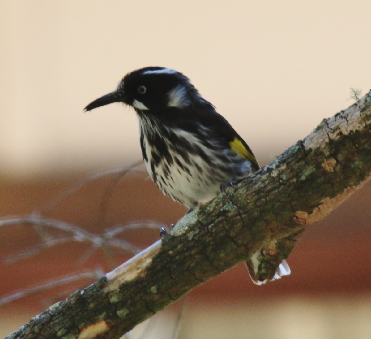 New Holland Honeyeater - ML229444461