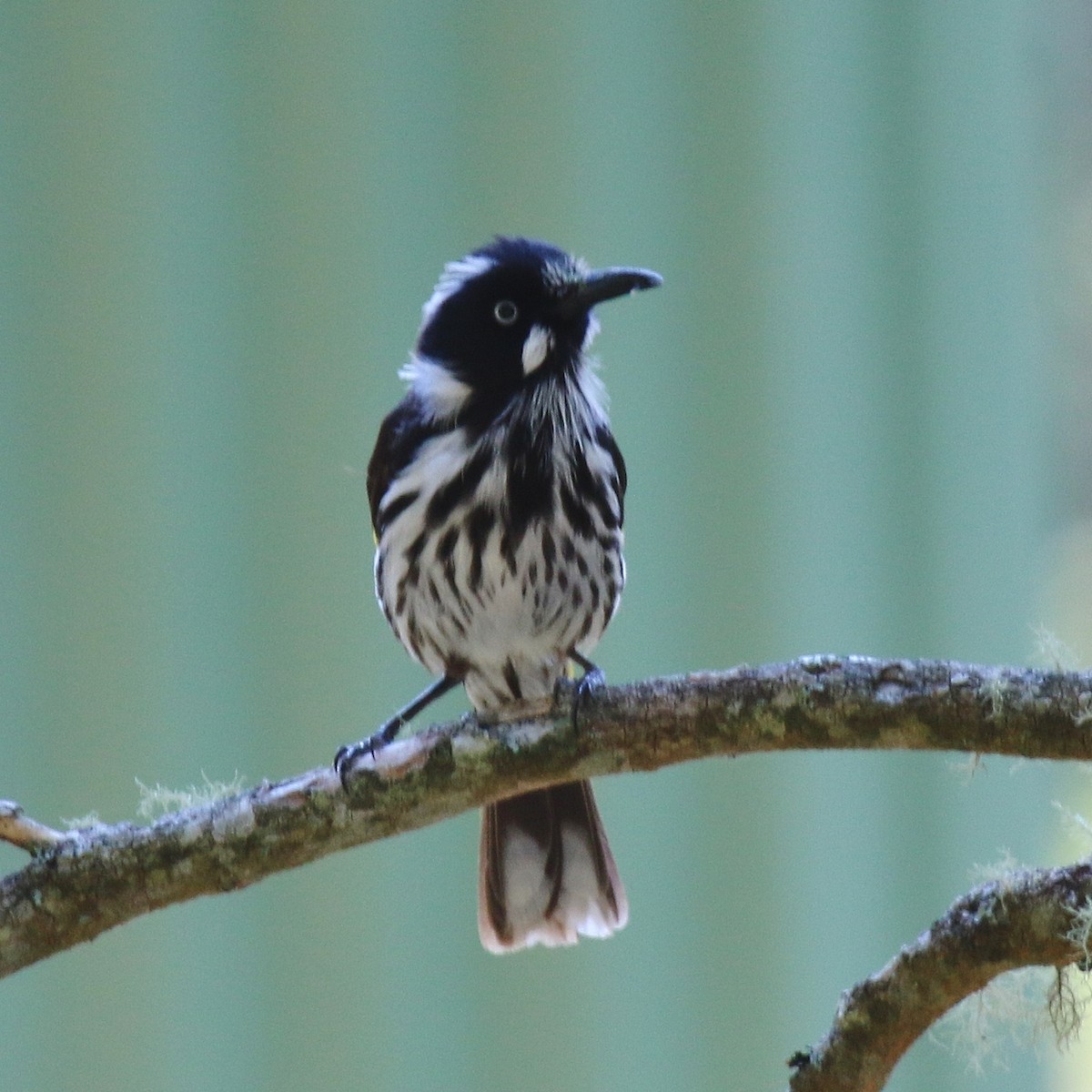 New Holland Honeyeater - Katherine Clark