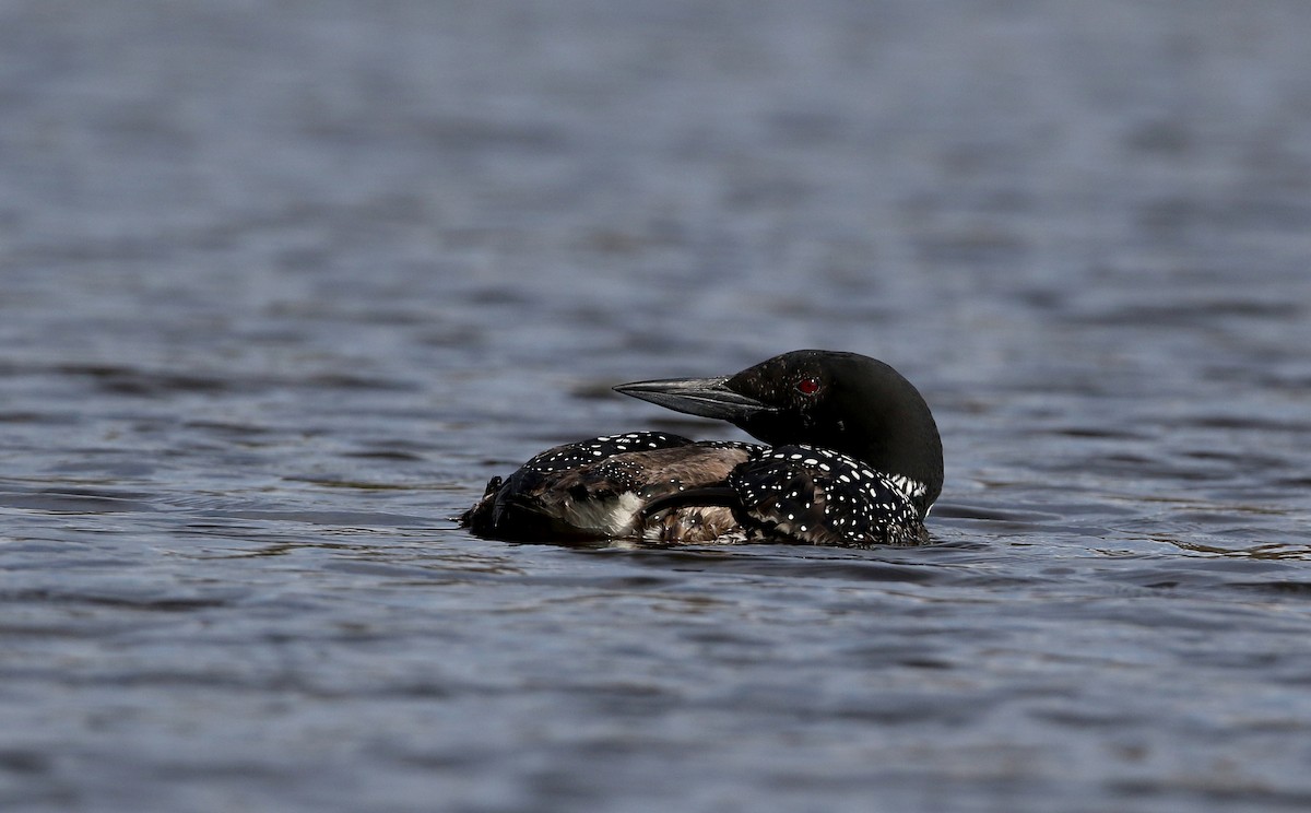 Common Loon - ML229444891