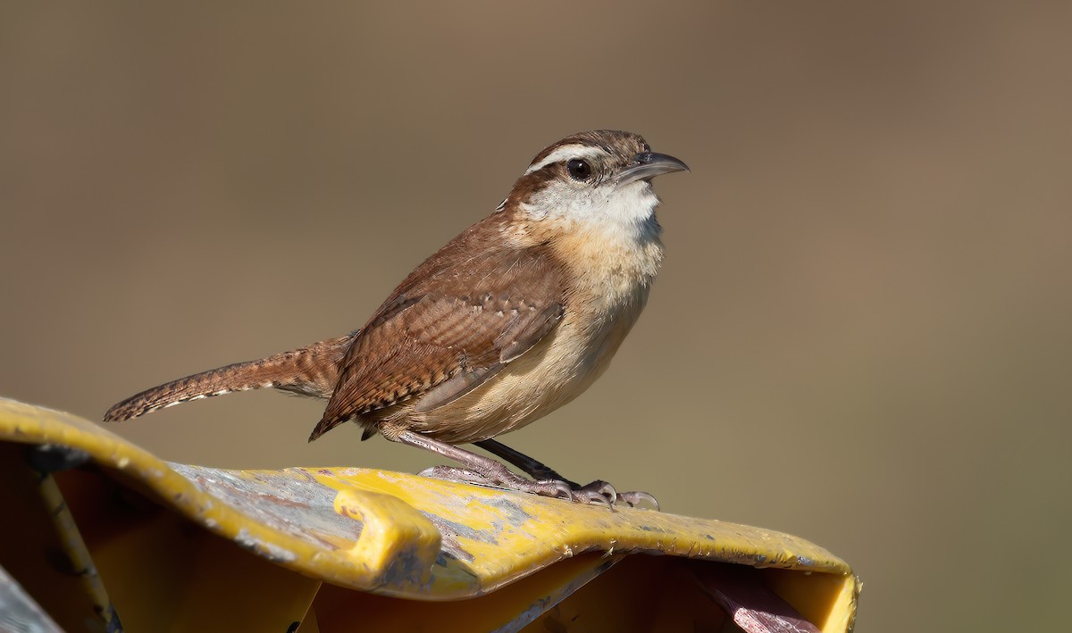 Carolina Wren - ML229444961