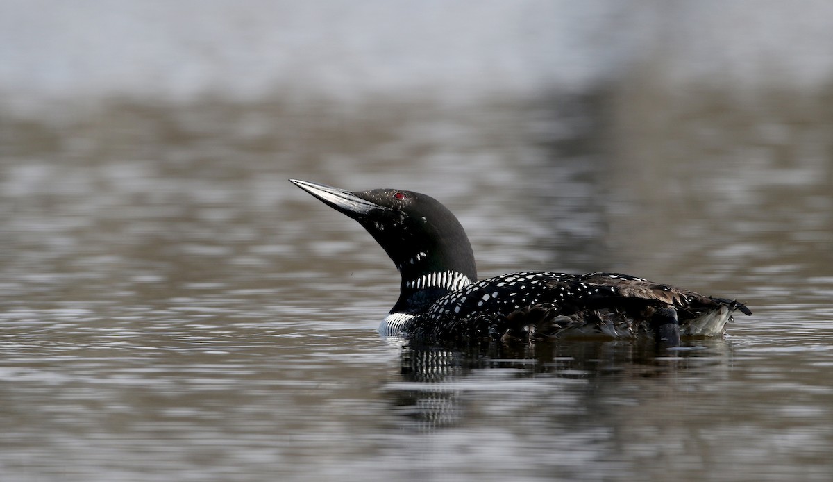 Common Loon - ML229445101