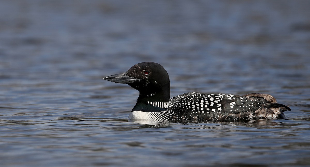 Common Loon - ML229445131