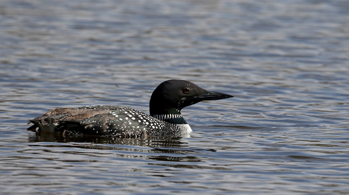 Common Loon - ML229445231