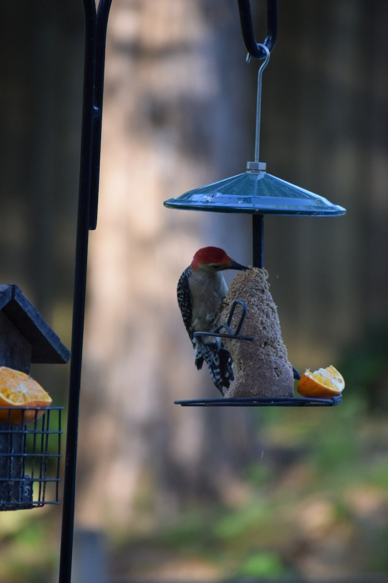 Red-bellied Woodpecker - billy bump