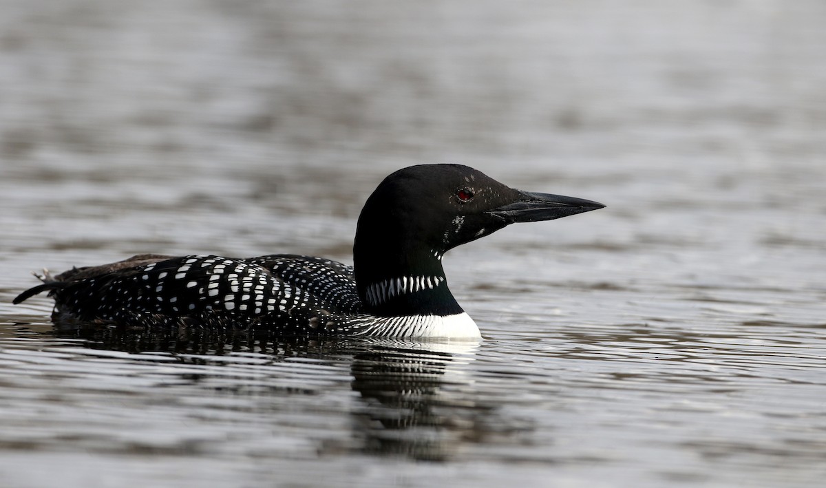 Common Loon - ML229445601