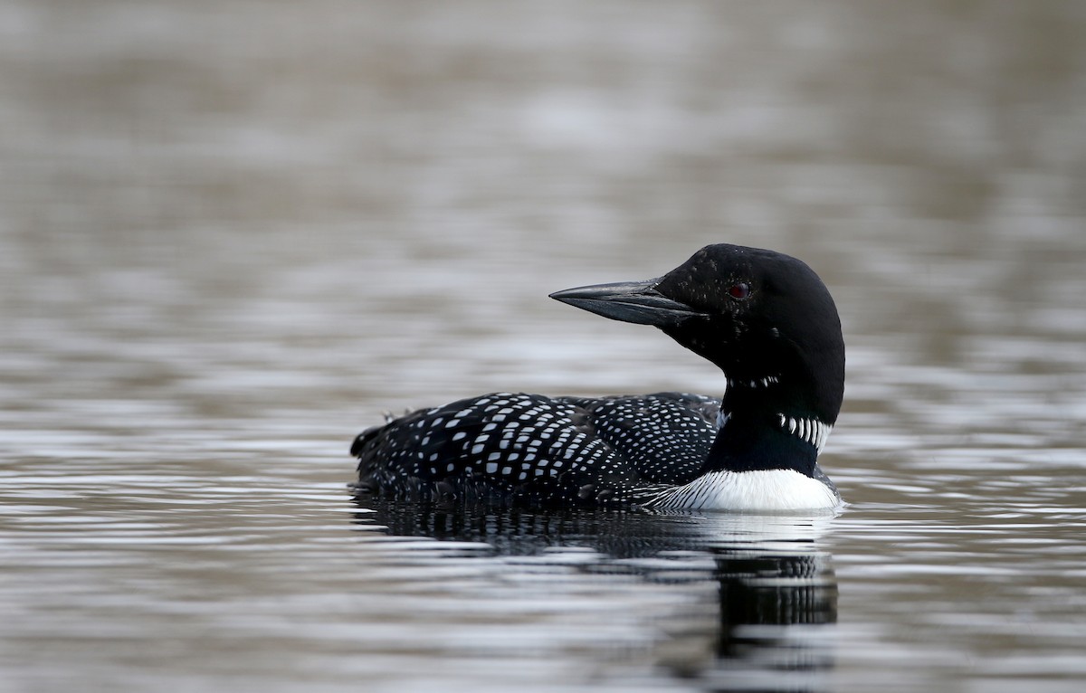 Common Loon - ML229445621