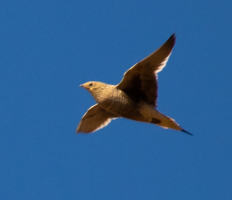 Namaqua Sandgrouse - ML229447021