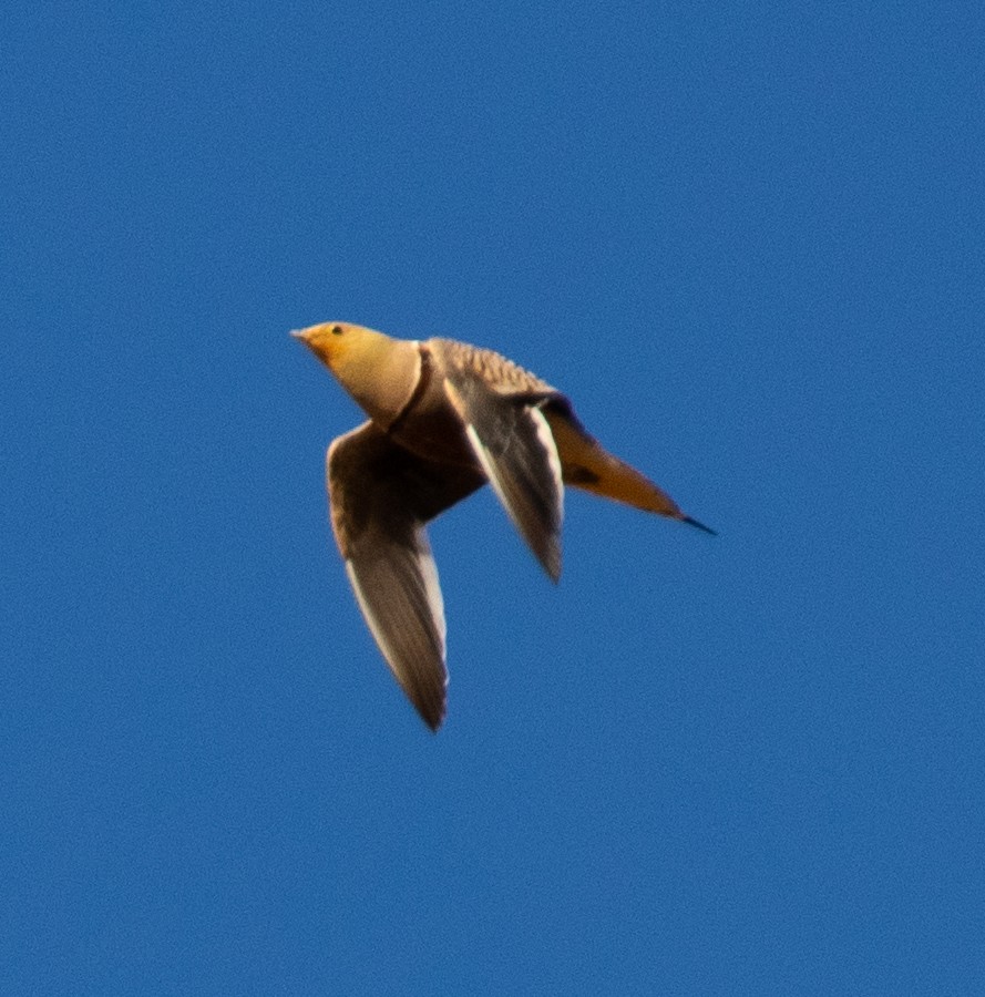 Namaqua Sandgrouse - ML229447081