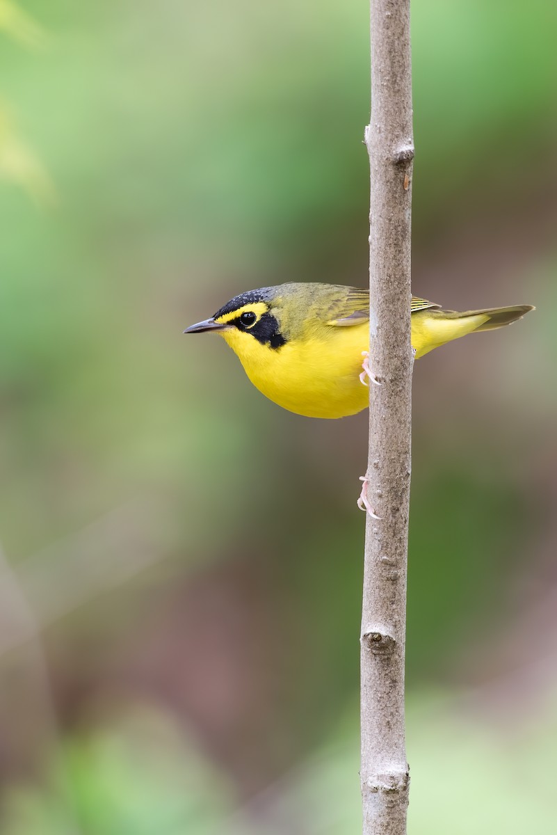 Kentucky Warbler - Tyler Ficker