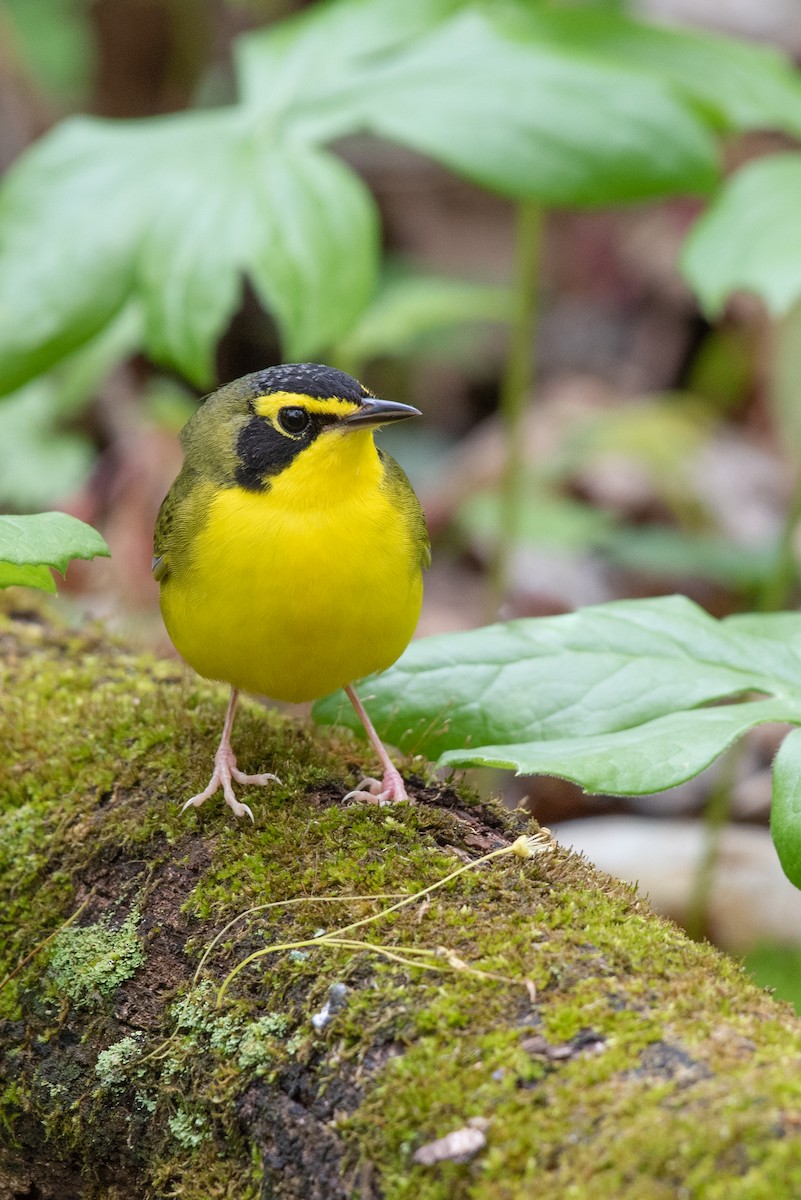 Kentucky Warbler - Tyler Ficker