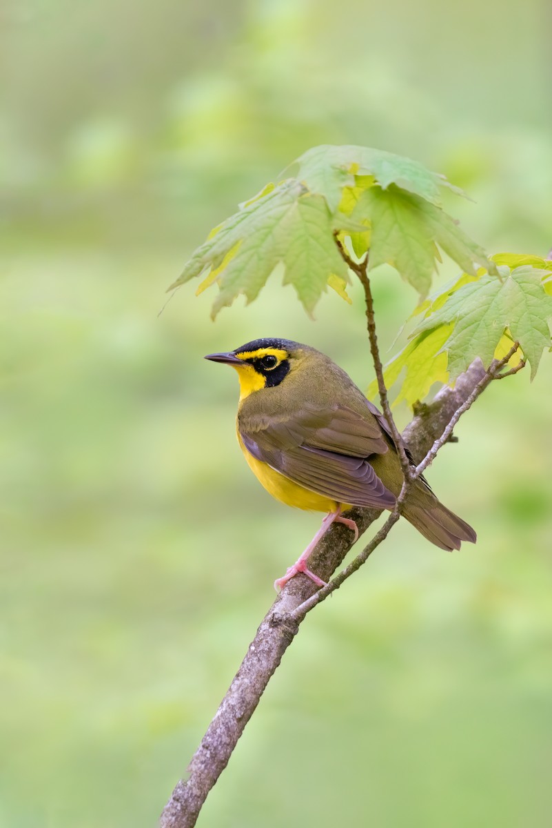 Kentucky Warbler - Tyler Ficker