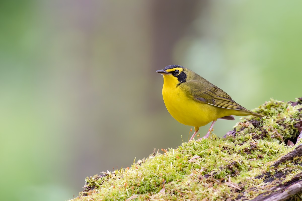 Kentucky Warbler - ML229448461