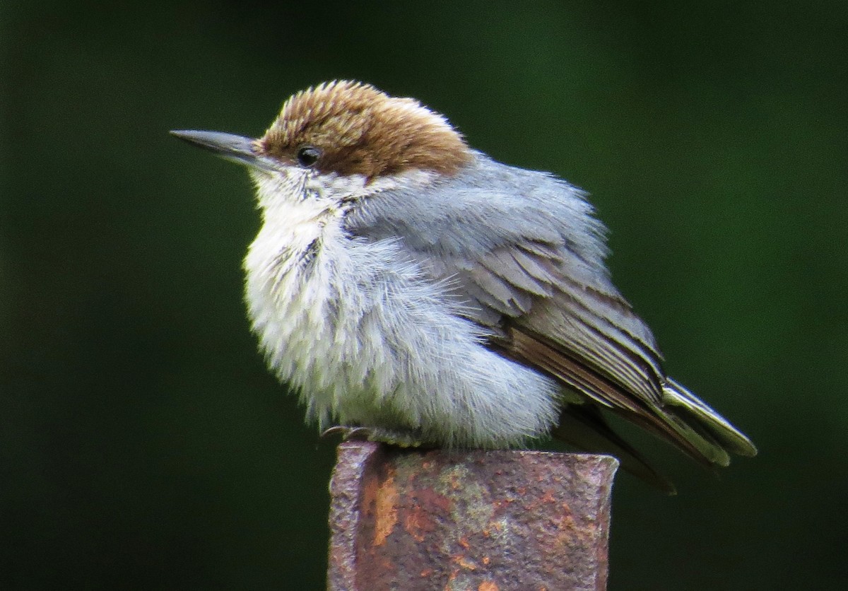 Brown-headed Nuthatch - ML229448511