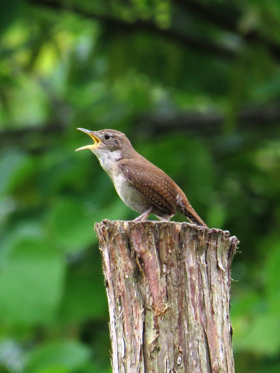 Northern House Wren - ML229448631
