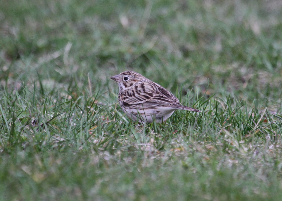 Vesper Sparrow - ML229449011