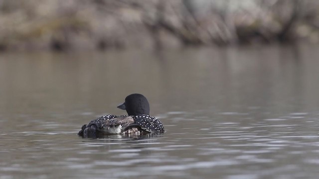 Common Loon - ML229449351