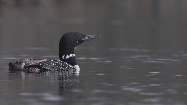 ハシグロアビ - ML229449471